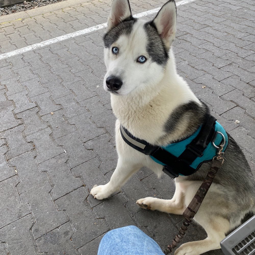 Hundetreffen-Spiel Spaß-Profilbild