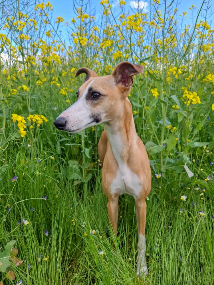 Hundetreffen-Whippetkontakt gesucht-Profilbild