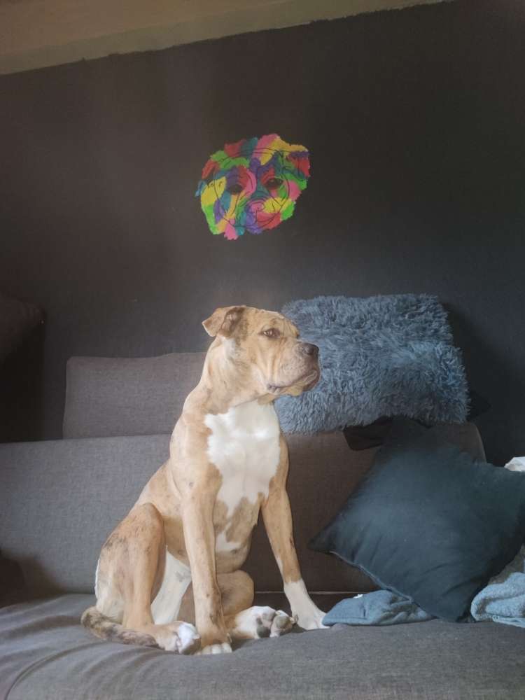 Hundetreffen-Regelmäßige Gassirunde-Profilbild