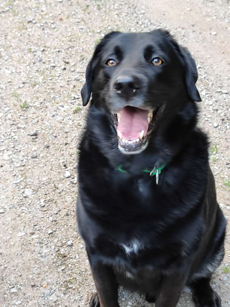 Hundetreffen-Spiel - und Gassi - Runde-Profilbild