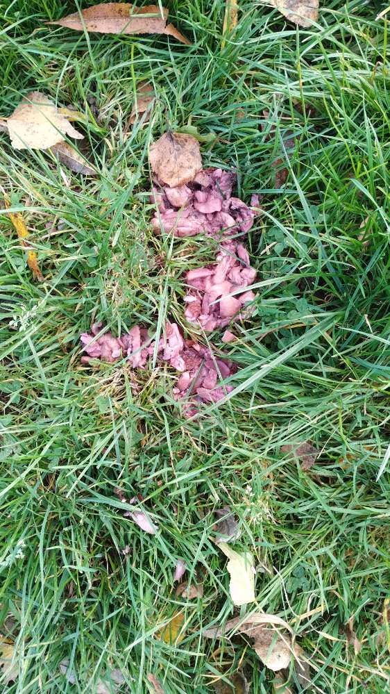 Giftköder-Merkwürdige Fleischansammlung-Profilbild