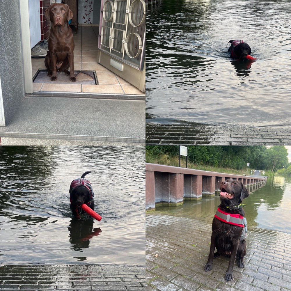 Hundetreffen-Treffen auf der Hundewiese oder zum spazieren gehen-Profilbild