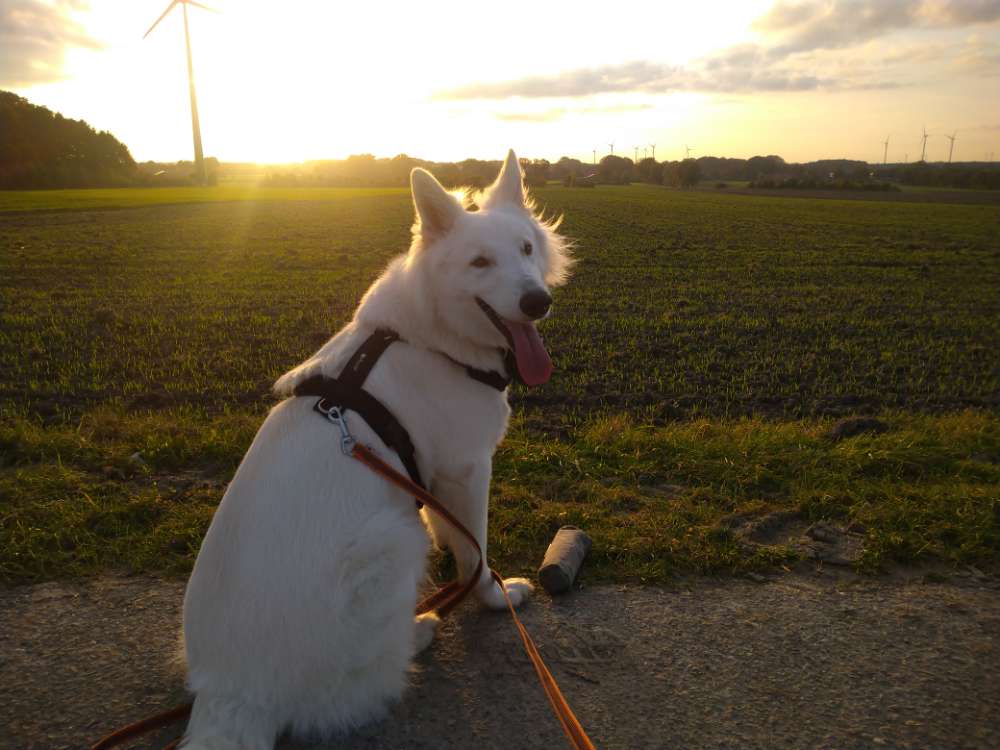 Hundetreffen-Übungen Leinenführigkeit, Spielrunden und Gassirunden-Profilbild