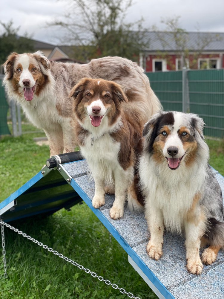 Hundetreffen-Leinenspaziergang Föhren-Profilbild