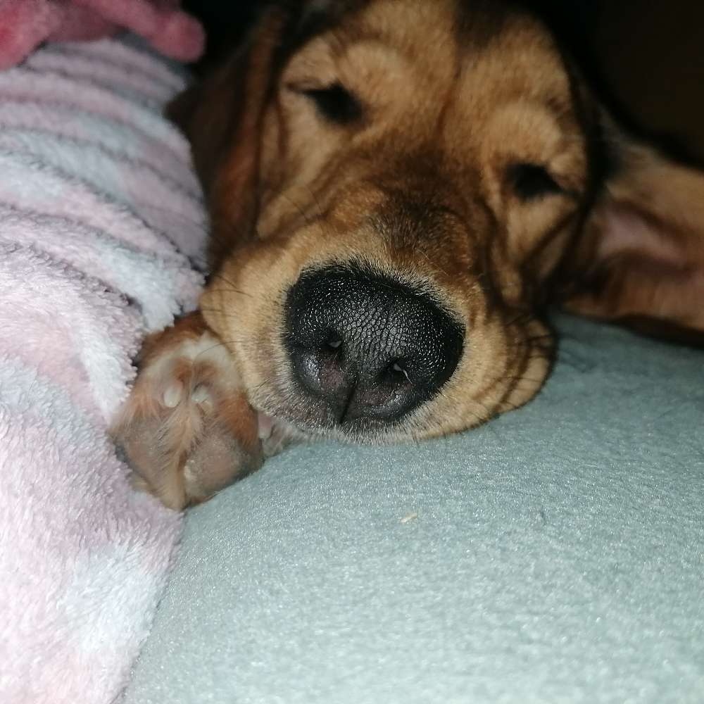 Hundetreffen-Treffen mit groß und klein..... alt und jung-Profilbild