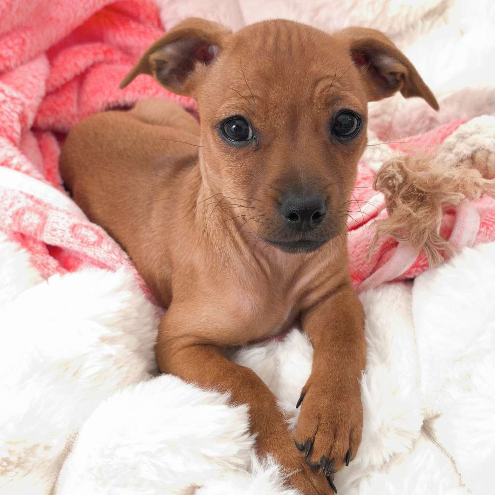 Hundetreffen-Mini-Hunde Welpentreff-Profilbild