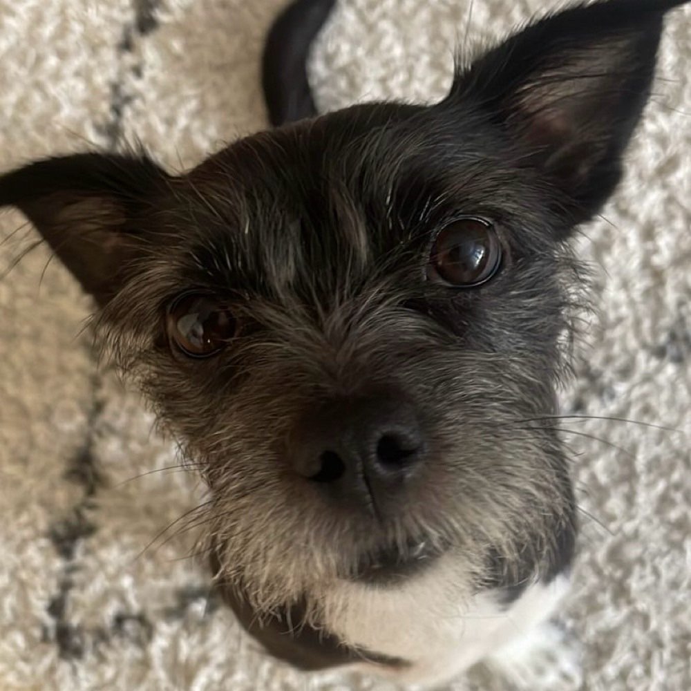 Hundetreffen-Kleinhunde-Treff-Profilbild