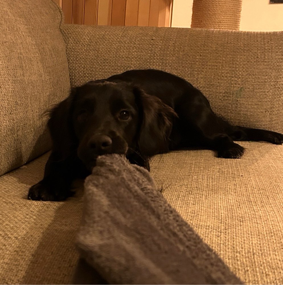 Hundetreffen-Suche Spielfreund für 9 Monate alten Rüde-Profilbild