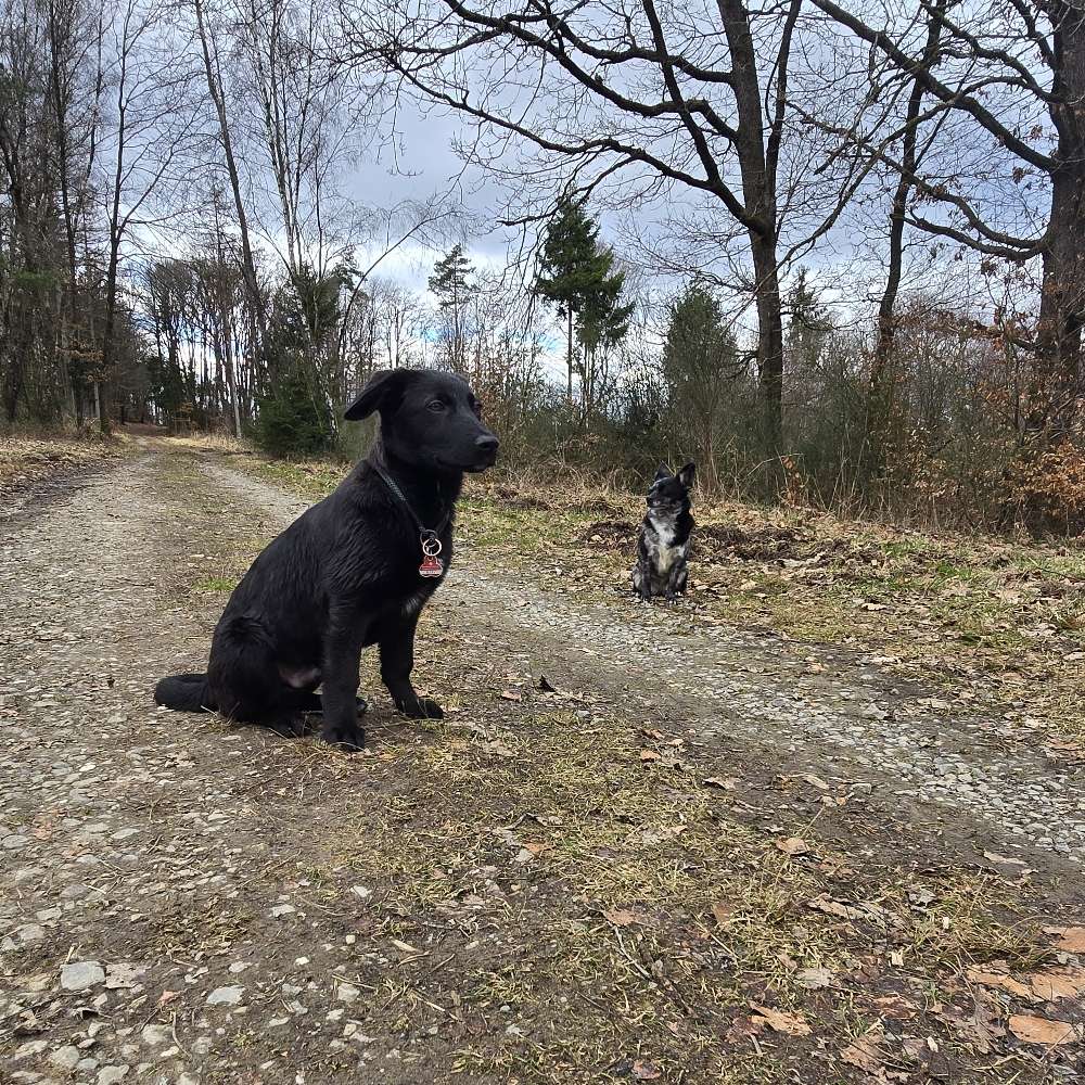 Hundetreffen-Spiel und Spaß Gassi Runde in waldbröl-Profilbild