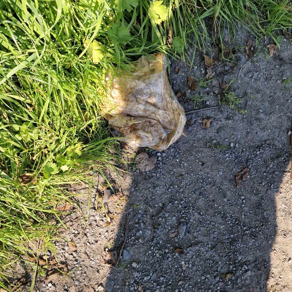 Giftköder-Gammelfleisch-Profilbild