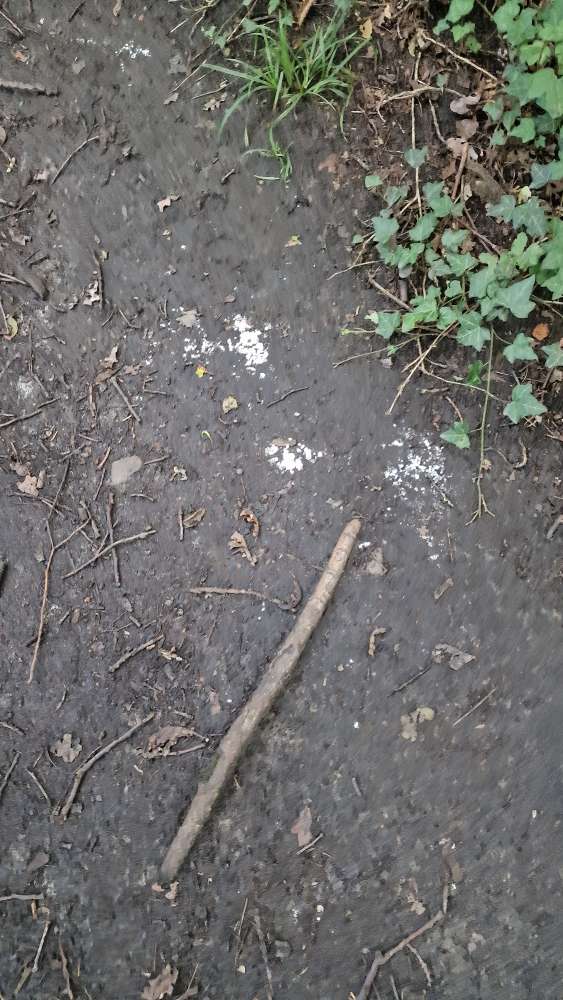 Giftköder-Weißes Pulver-Profilbild