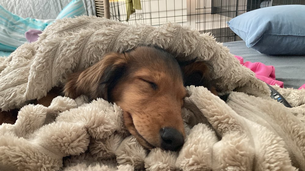 Hundetreffen-Welpentreffen im Südstadtpark Fürth-Profilbild