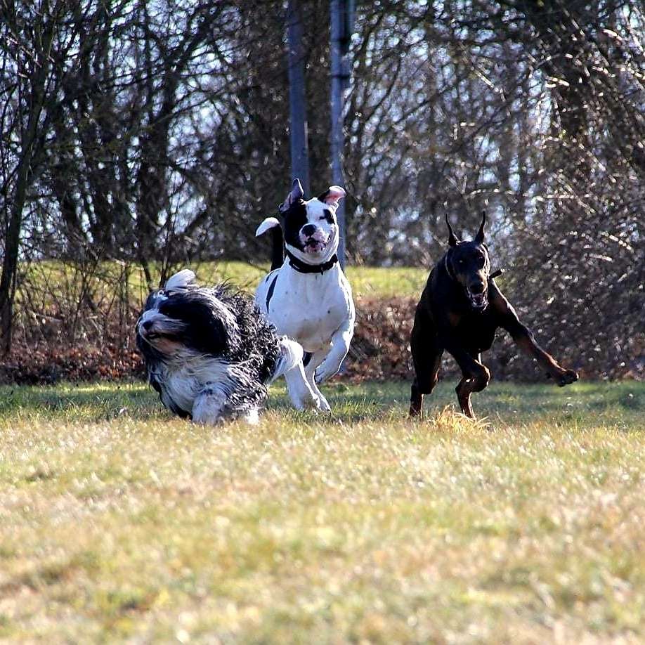 Hundetreffen-Treffen zum Spielen auf dem Klieversberg oder hinter Lidl aufm Laagberg-Profilbild