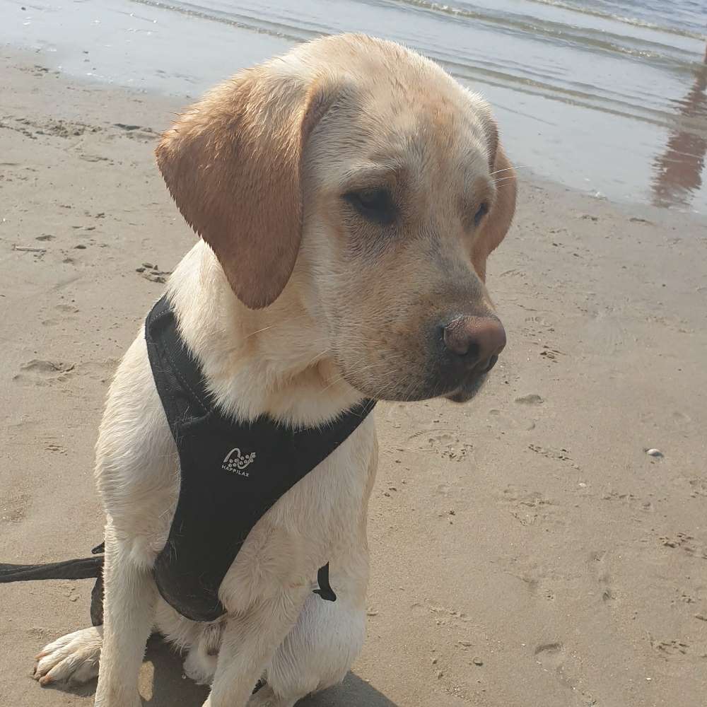 Hundetreffen-Hundekumpel für Ace gesucht-Profilbild