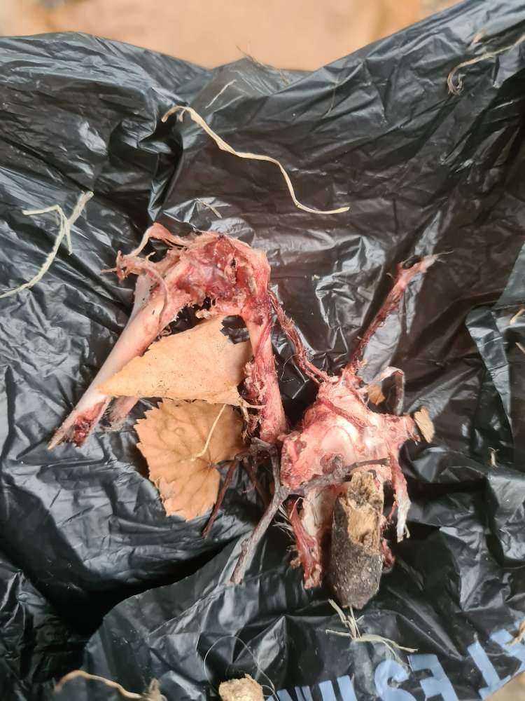 Giftköder-Versteckte Knochen und evtl. Gift-Profilbild