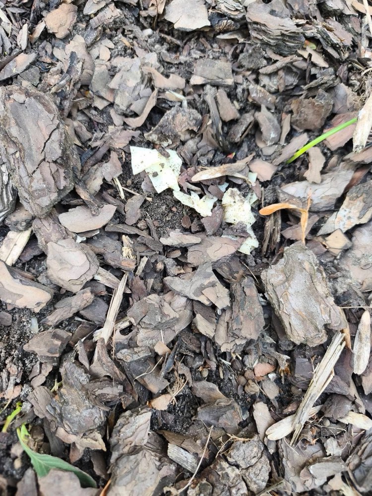 Giftköder-Evtl. Gift in Essen-Profilbild