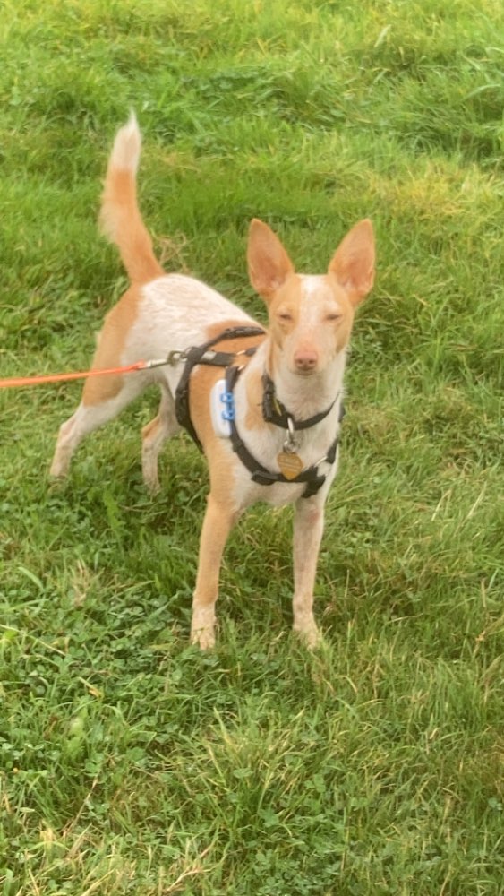 Hundetreffen-Spiel- und Rennfreunde in Düsseldorf-Profilbild