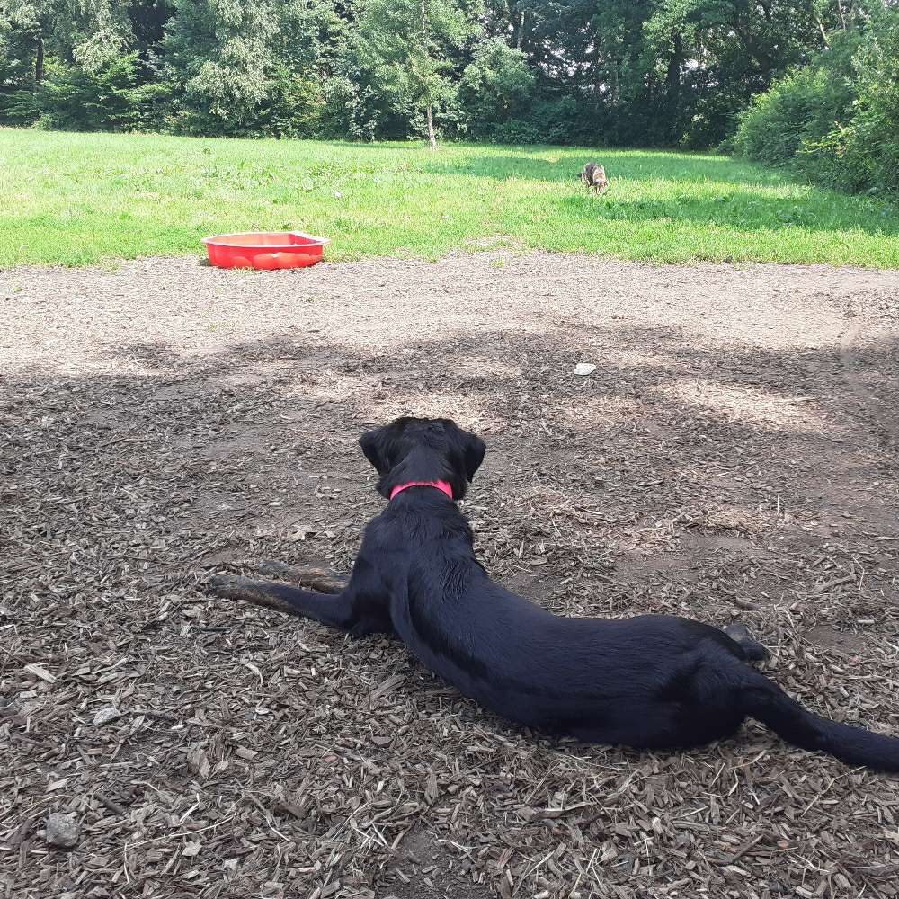 Hundetreffen-Hundewald wahlstedt/trappenkamp-Profilbild