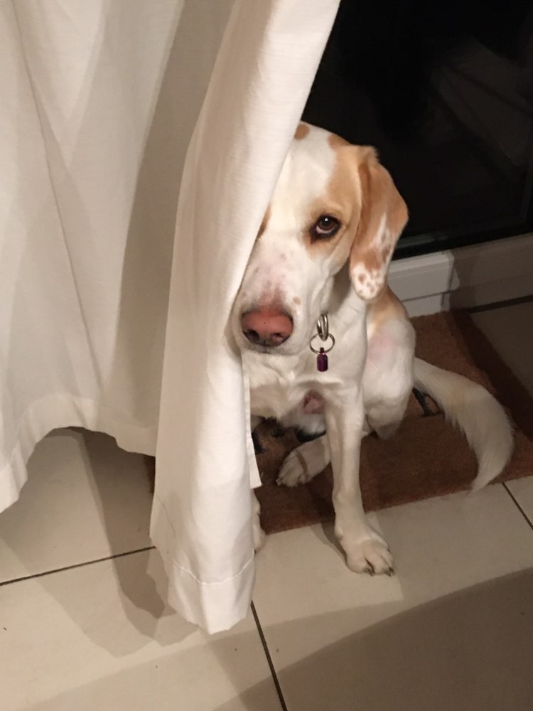 Hundetreffen-Spieltreff Privat-Profilbild