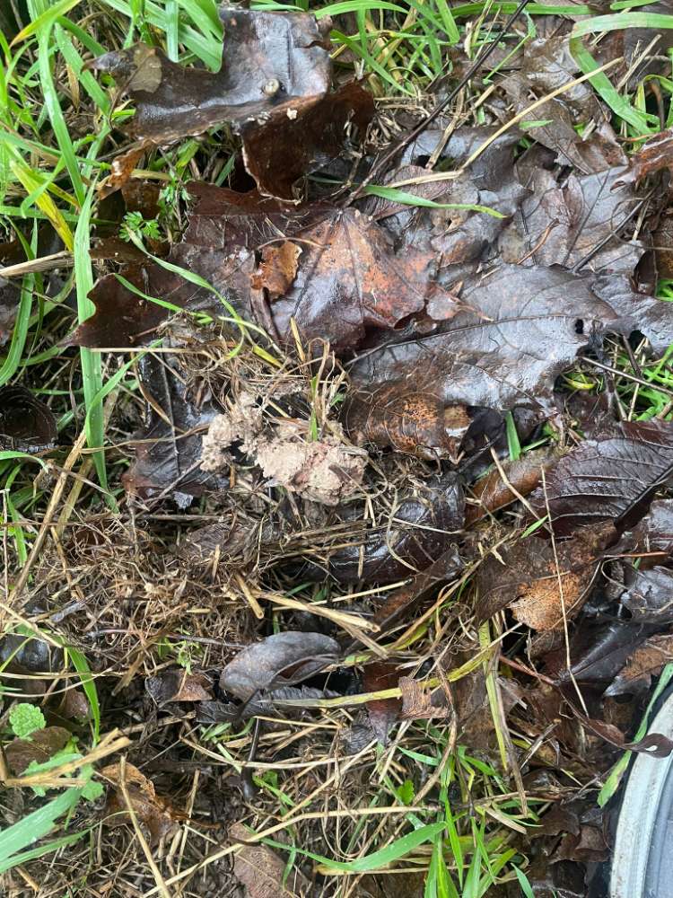 Giftköder-Möglicher Giftköder-Profilbild