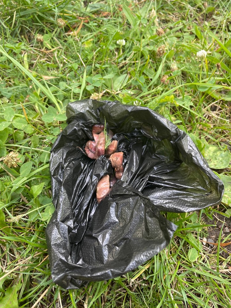 Giftköder-Fleischstücke-Profilbild