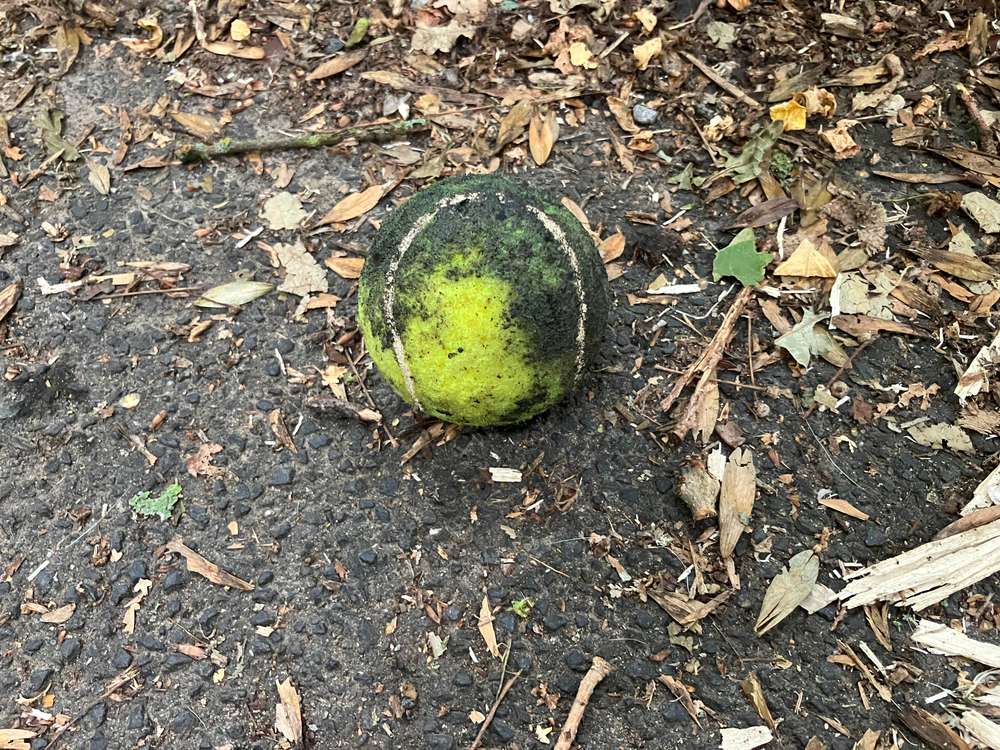 Giftköder-Tennisball mit Nadeln an der Hundauslaufwiese Prinzenpark-Profilbild