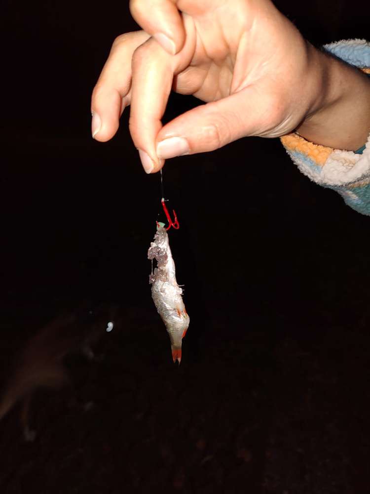 Giftköder-Köder/Fisch-Profilbild