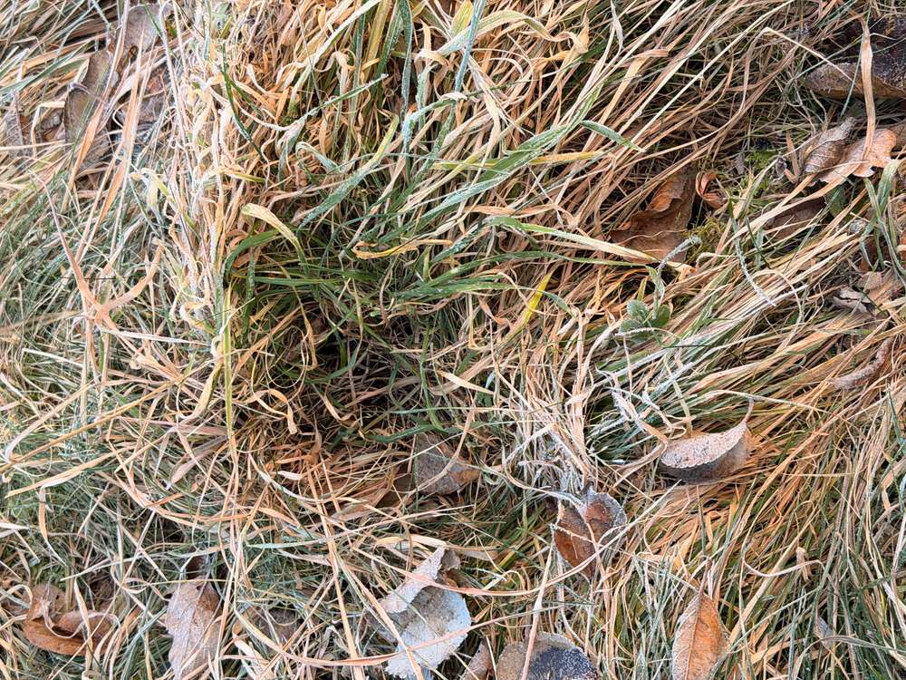 Giftköder-Potentielle Giftköder-Profilbild