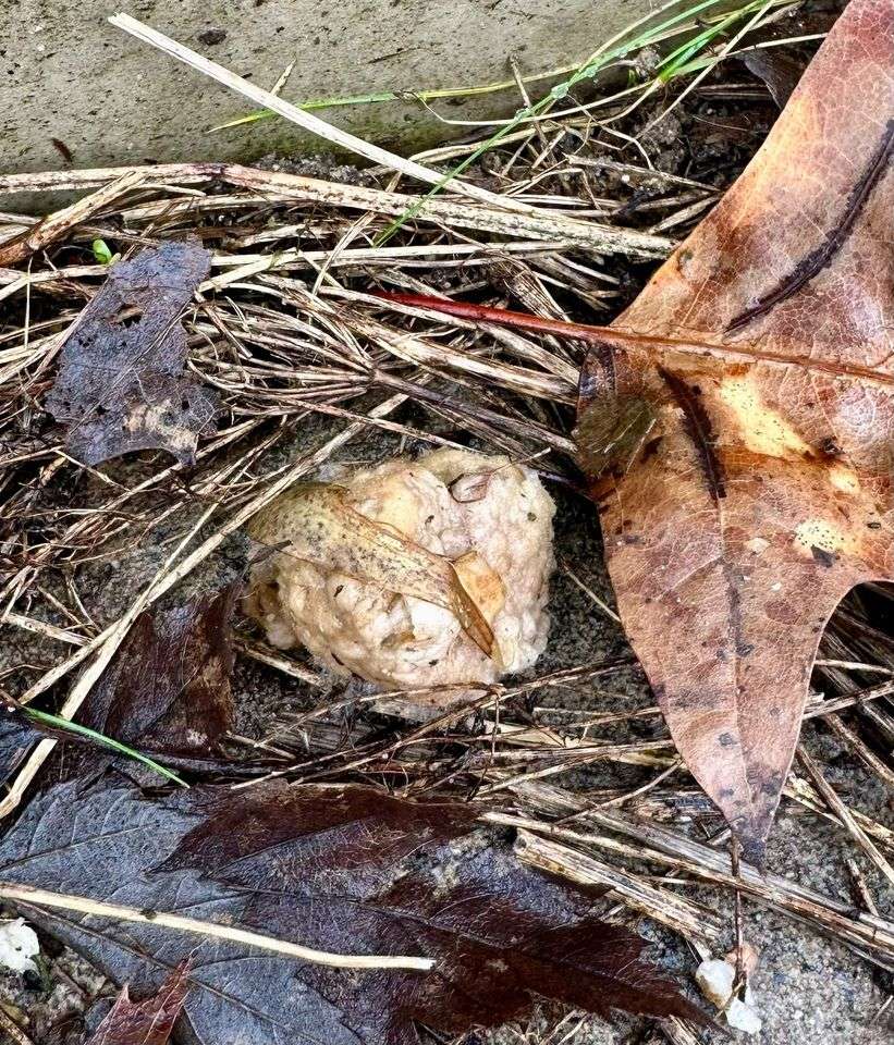 Giftköder-Giftköder-Profilbild