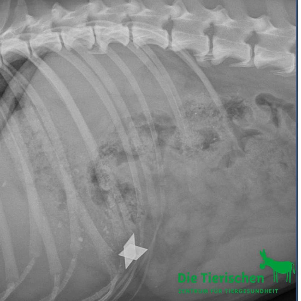 Giftköder-Giftköder-Profilbild