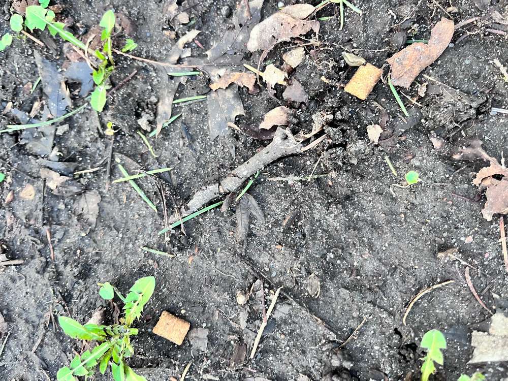 Giftköder-Hundefutter ausgelegt -Profilbild