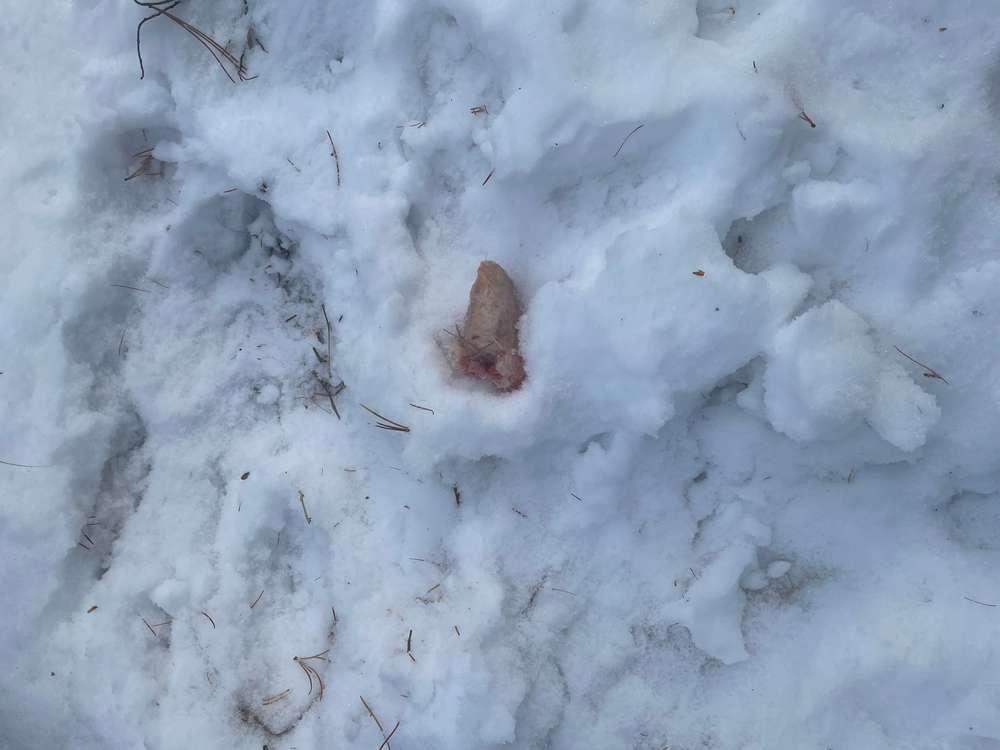 Roher Hähnchenflügel im Wald in Pontresina – 17. Dezember 2024 ...