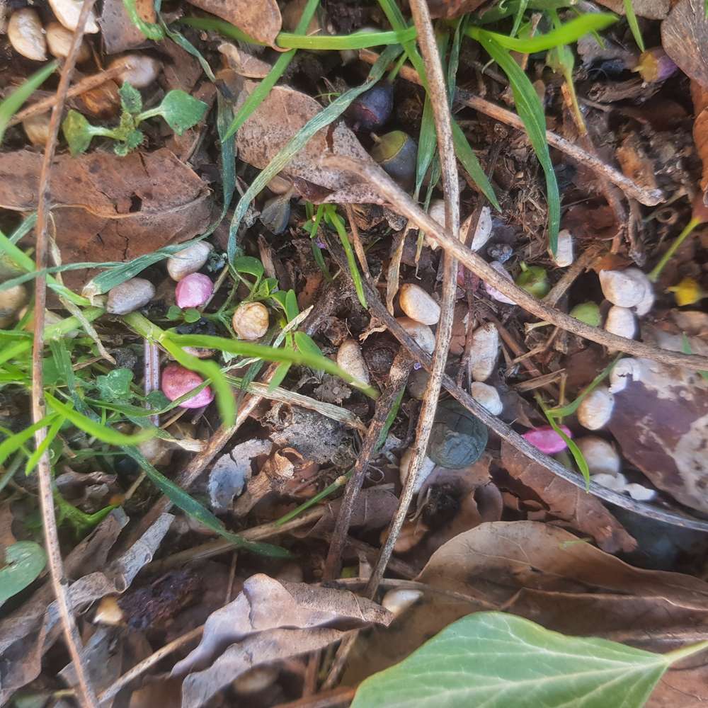 Giftköder-Möglicher Giftköder-Profilbild