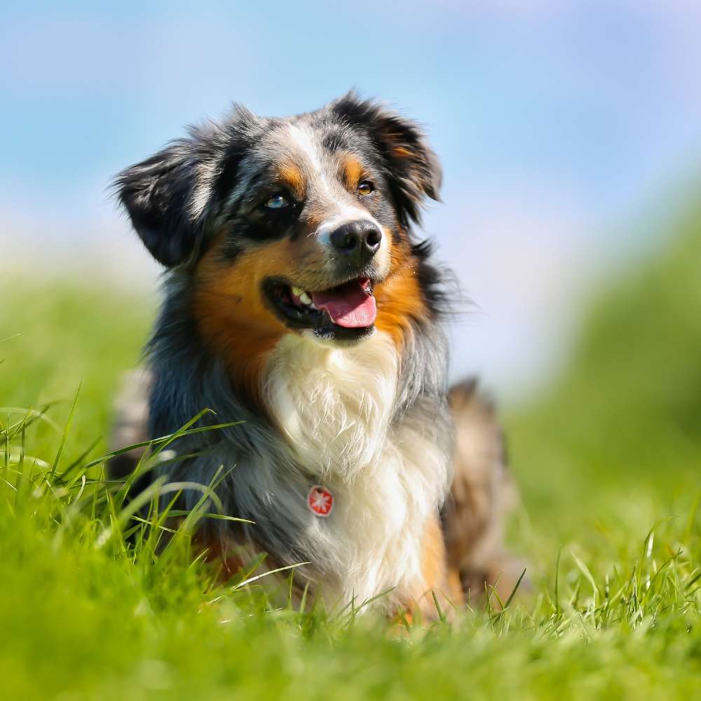 Australian Shepherd Banner