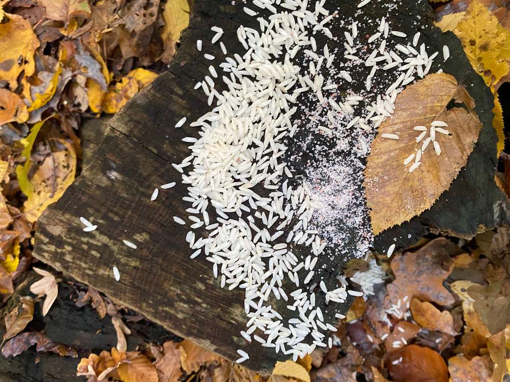 Giftköder-Reis Giftköder-Profilbild