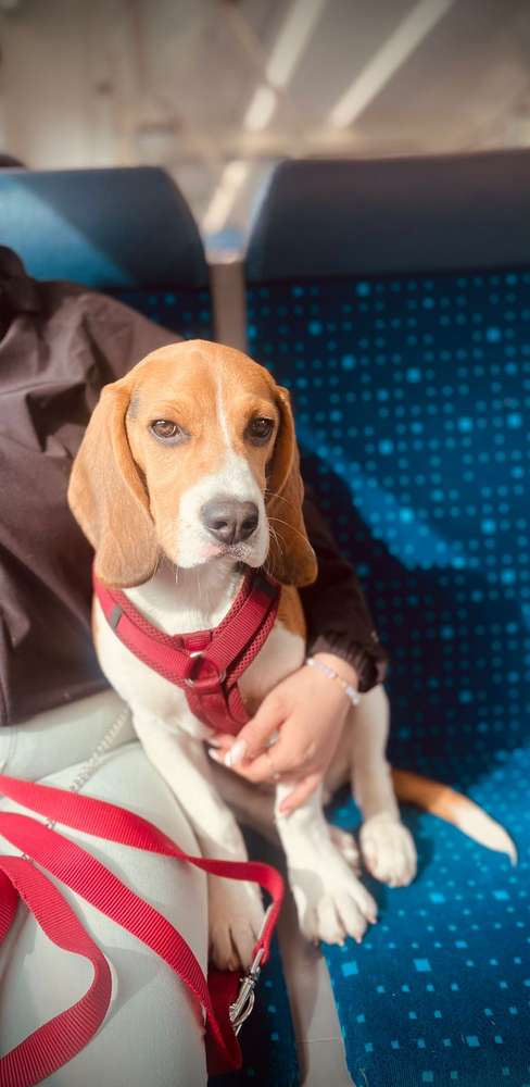 Suchmeldung-Bob-Profilbild