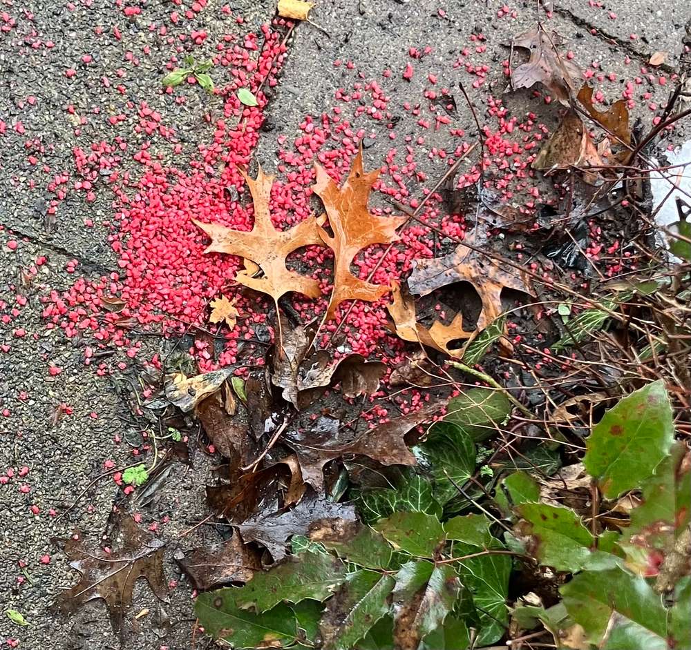 Giftköder-Rote Körner / Splitt / Granulat ! ? Rattengift ?-Profilbild