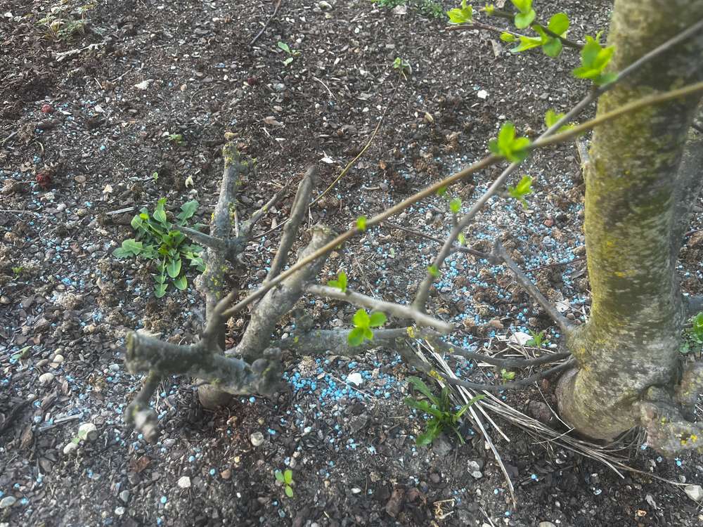 Giftköder-Vermutlich Ratten oder Schneckengift-Profilbild