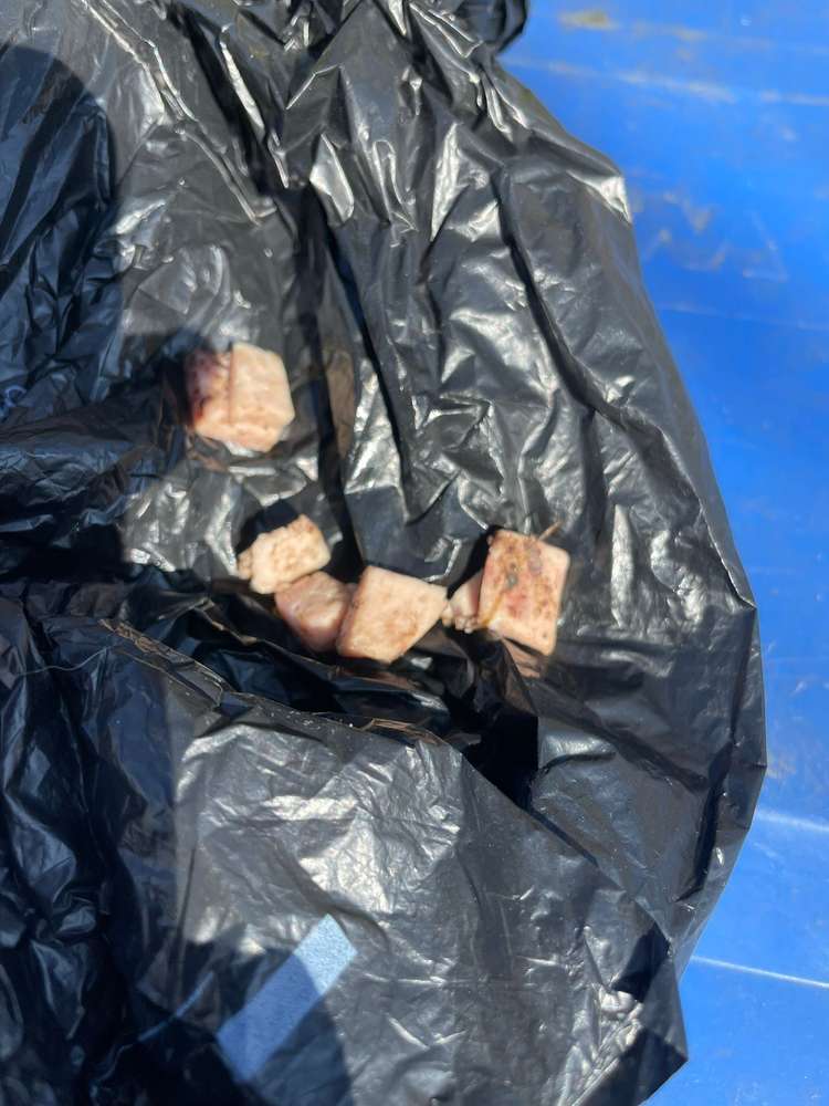 Giftköder-Giftköder-Profilbild