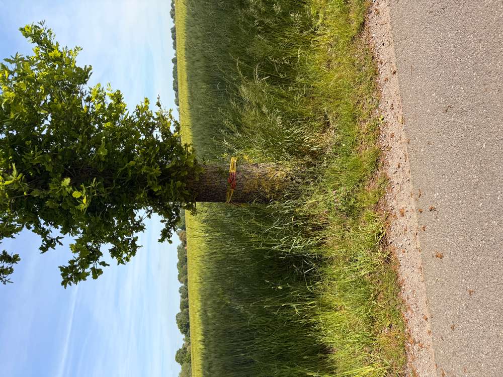 Giftköder-Eichenprozessionsspinner-Profilbild