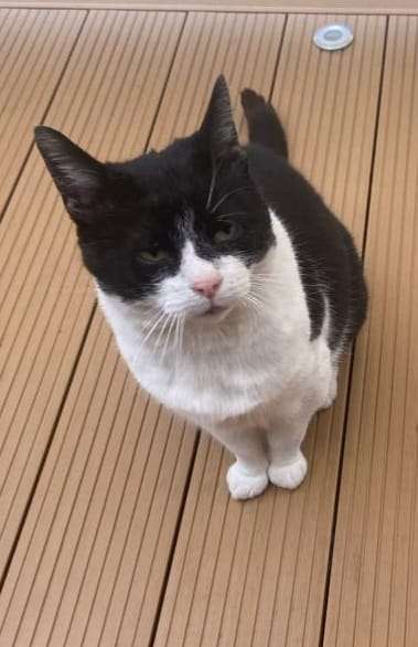 Giftköder-Toter Kater - Giftköder-Profilbild