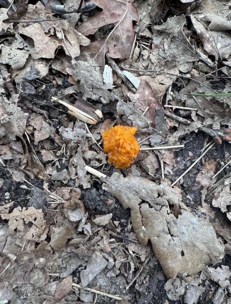 Giftköder-Giftköder-Profilbild