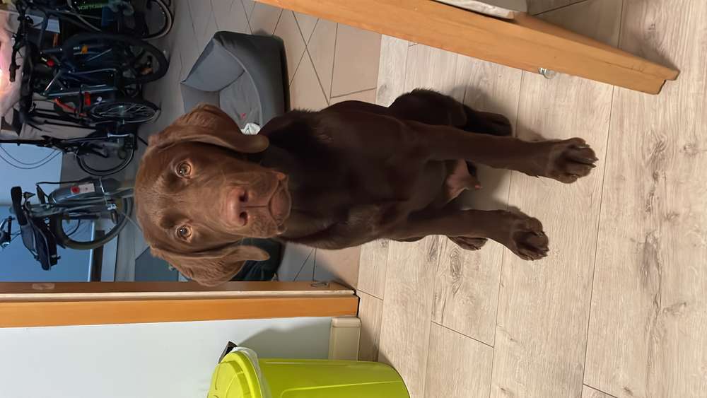 Suchmeldung-Dude-Profilbild