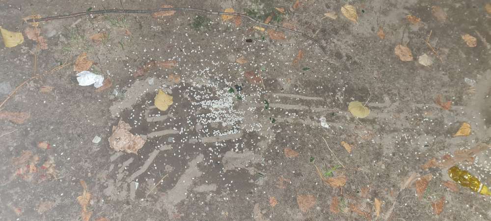 Giftköder-Giftköder-Profilbild