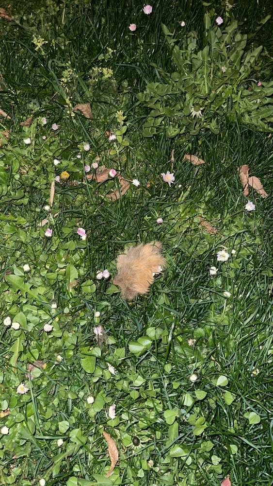 Giftköder-Evtl. Giftköder -Profilbild