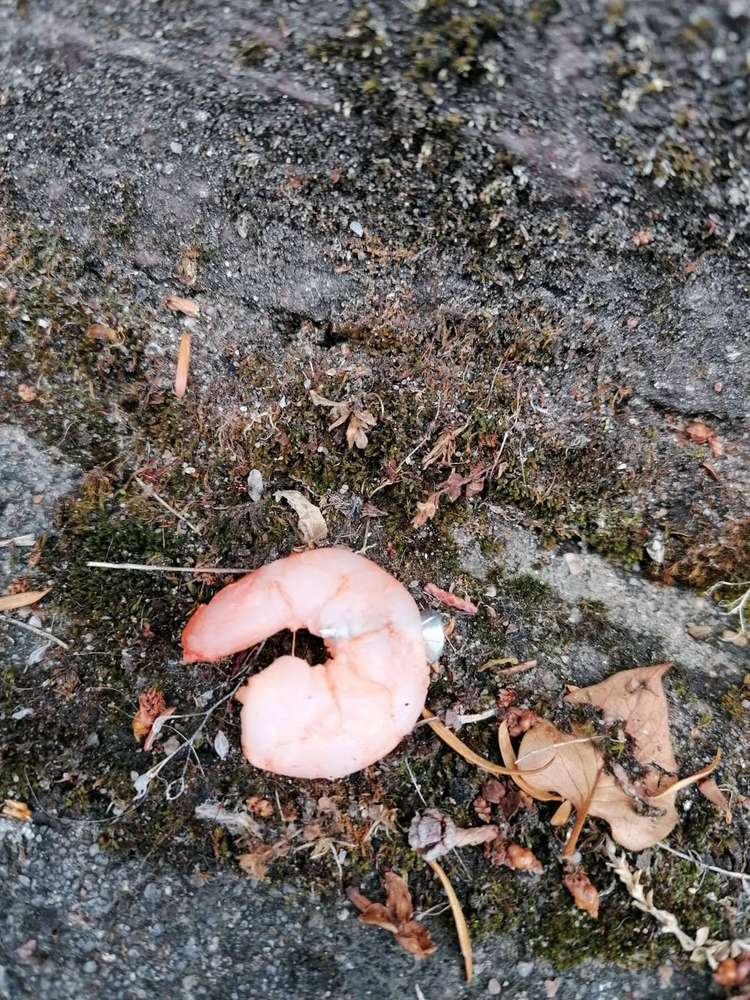 Giftköder-Garnelen mit Schrauben und Nägeln-Profilbild