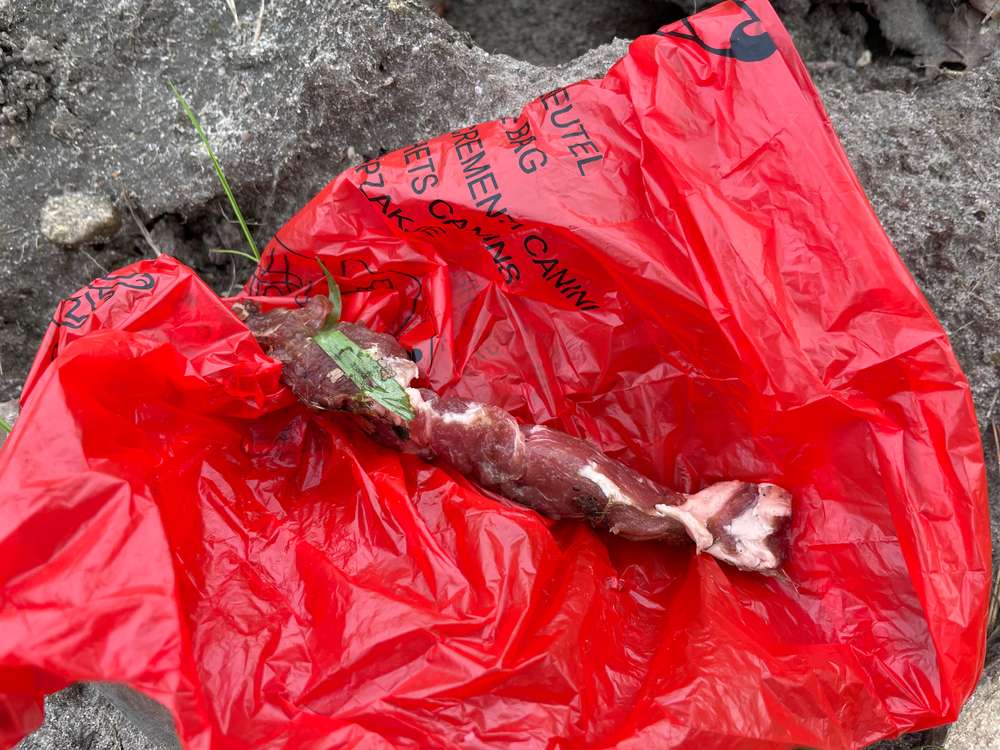 Giftköder-Fleisch mit Rattengift-Profilbild