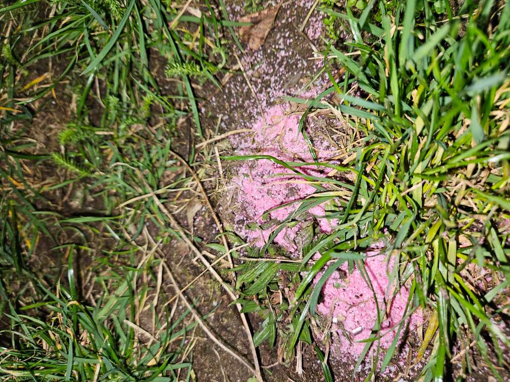 Giftköder-Rosa Pulver-Profilbild