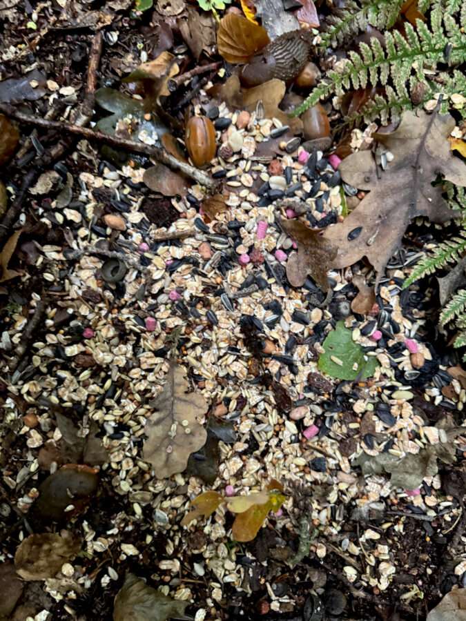 Giftköder-Giftklder im Stenumer Holz-Profilbild