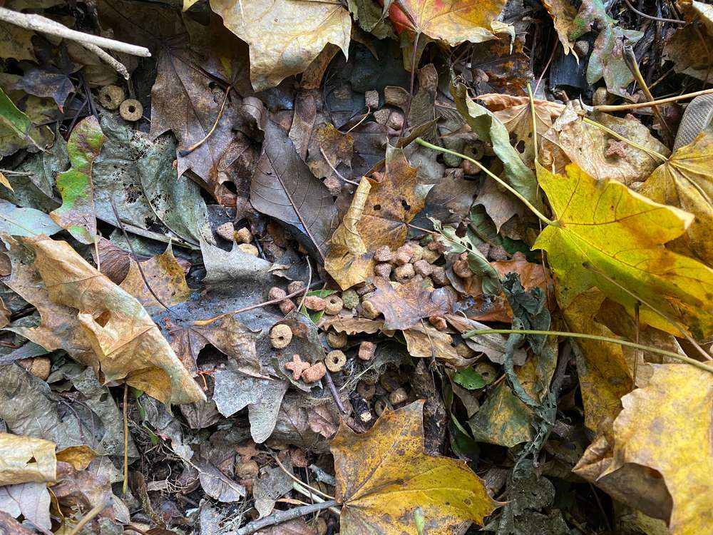 Giftköder-Giftköder-Profilbild